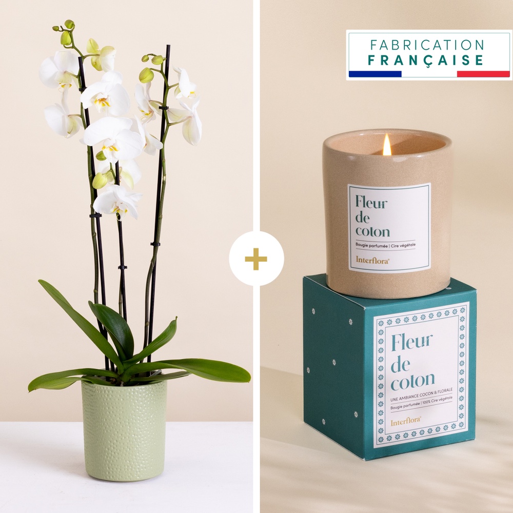 Orchidée et sa bougie parfumée