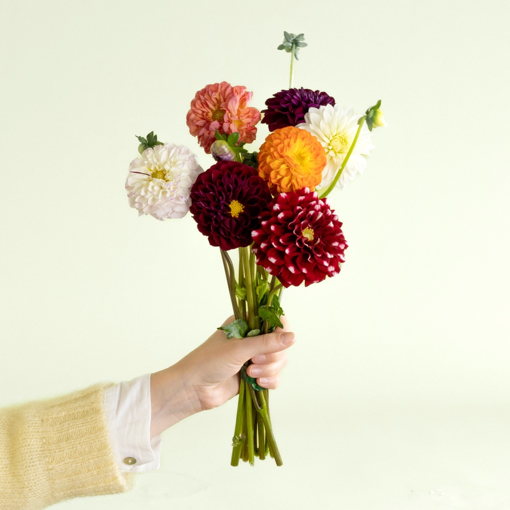 Petite brassée de dahlias