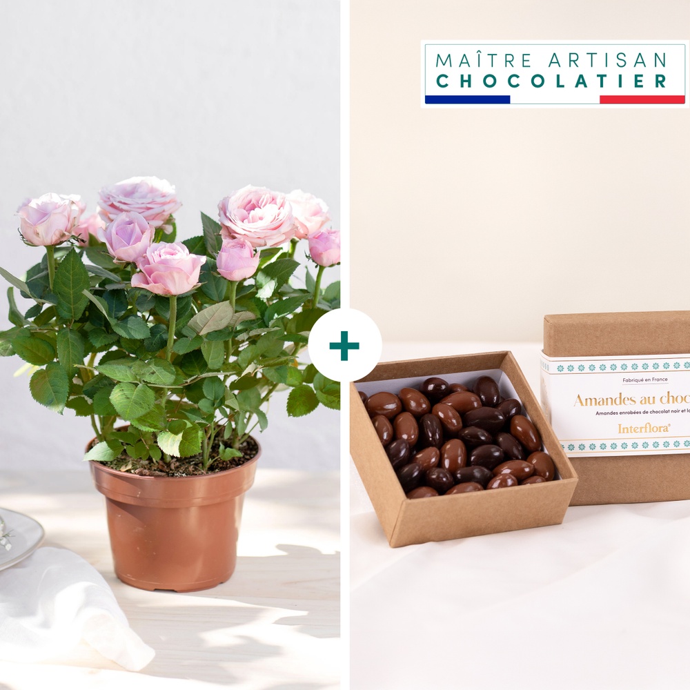 Rosier et ses amandes au chocolat