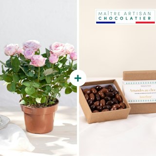 Rosier et ses amandes au chocolat