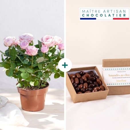 Rosier et ses amandes au chocolat