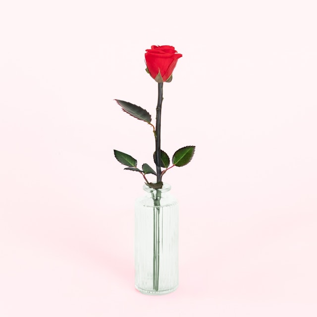 Rose éternelle et son soliflore