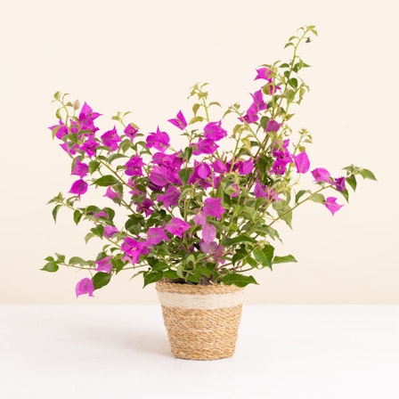 1750959075-1202857-2025