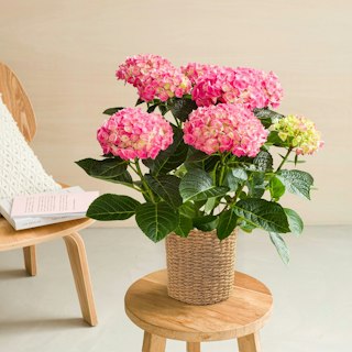 Hortensia