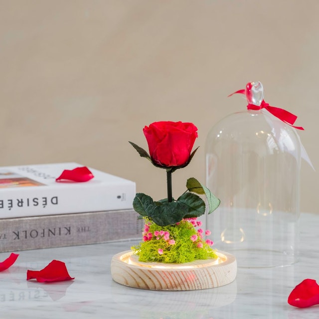 Rose sous cloche lumineuse