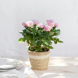 Rosier rose