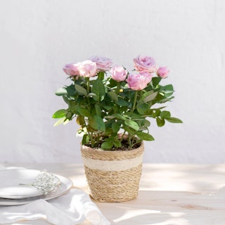 Rosier rose