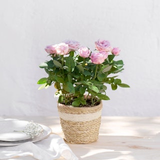 Rosier rose