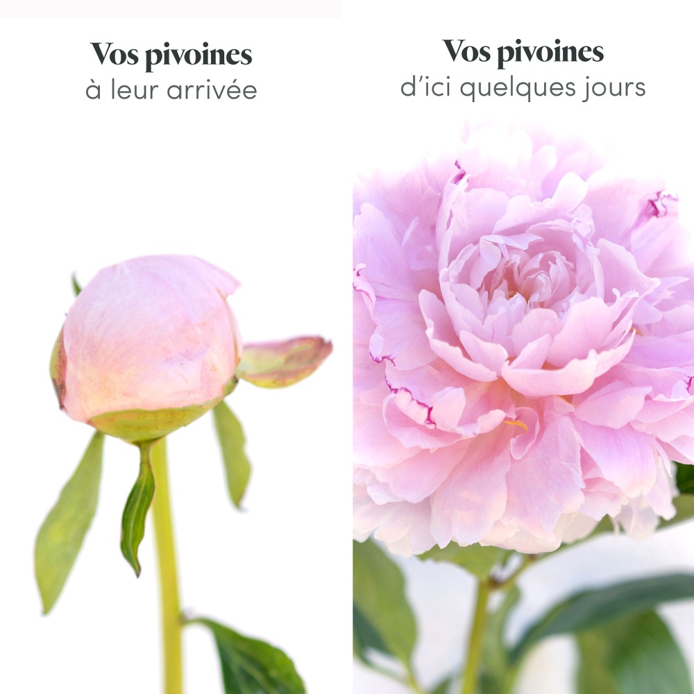 Brassée de pivoines rose pâle et sa bougie parfumée