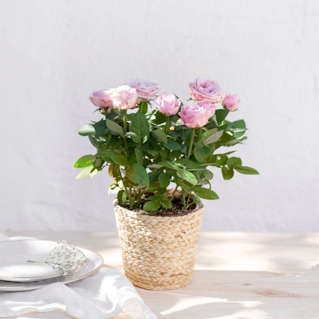 1750959075-1202857-2025