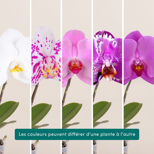 Phalaenopsis Singolo