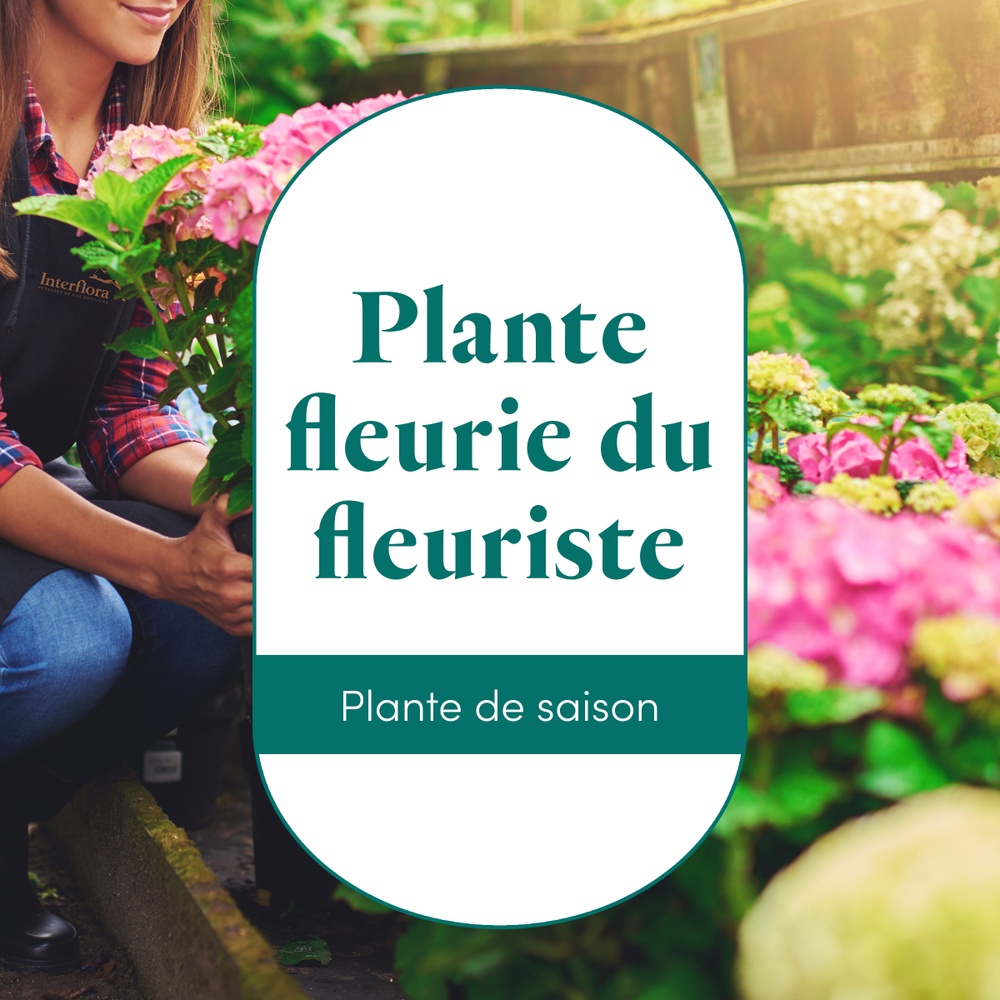 La plante fleurie du fleuriste