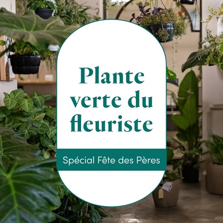 La plante verte du fleuriste
