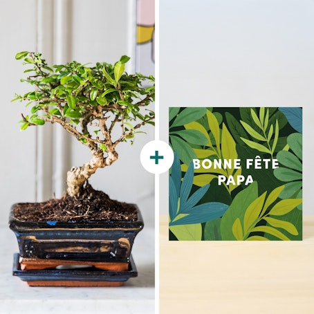 Bonsaï et sa carte message Bonne Fête Papa