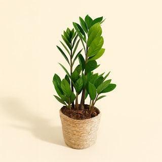 Zamioculcas