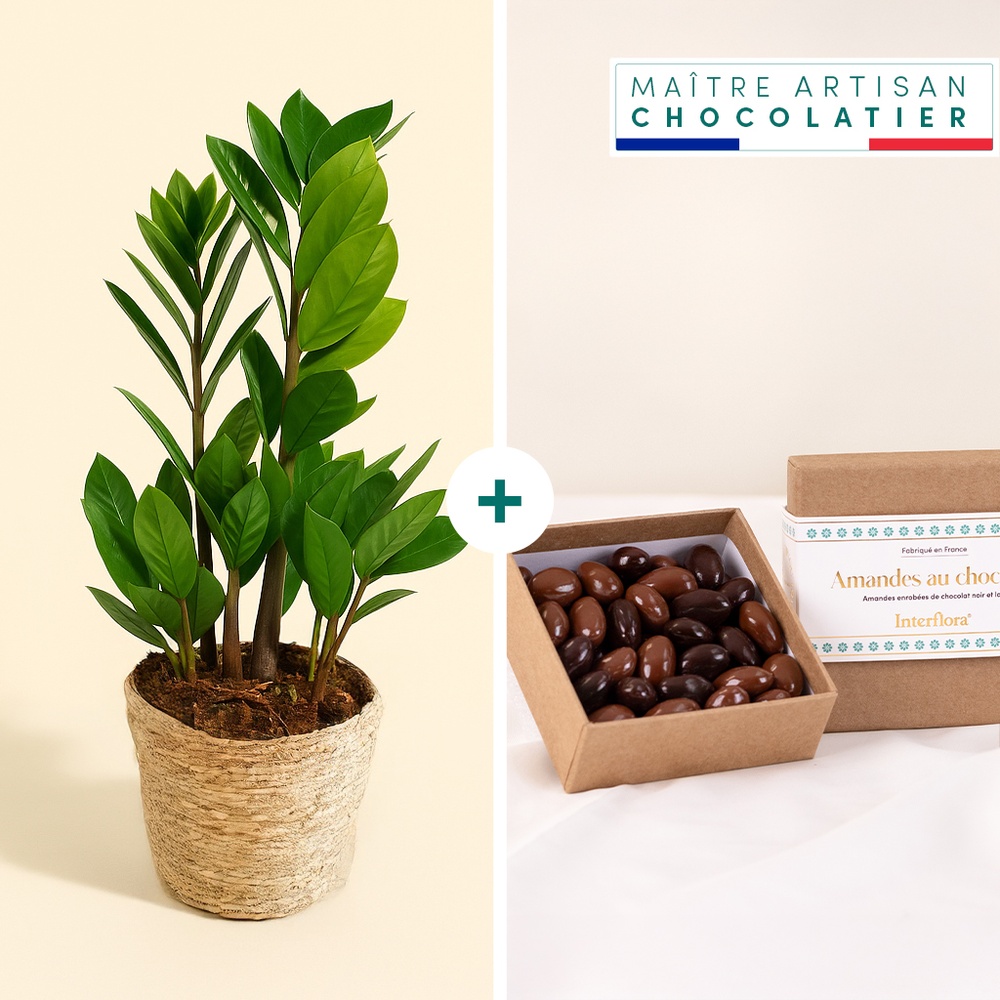 Zamioculcas et ses amandes au chocolat