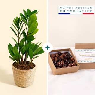 Zamioculcas et ses amandes au chocolat