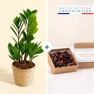 Zamioculcas et ses amandes au chocolat