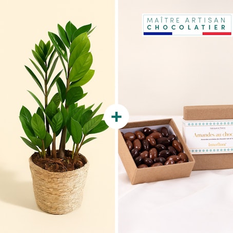 Zamioculcas et ses amandes au chocolat