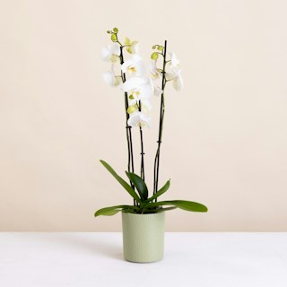 Orchidée et son cache pot