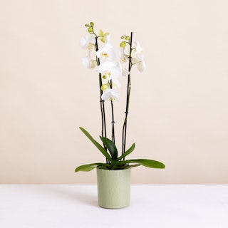 Orchidée et son cache pot