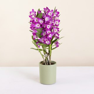 Dendrobium