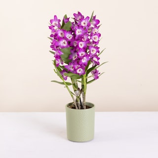 Dendrobium