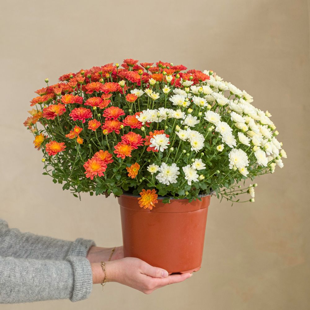 Duo de chrysanthèmes multicolores