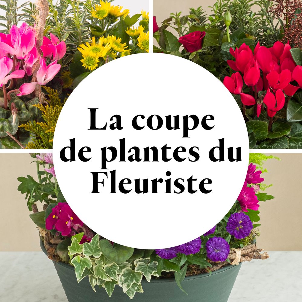 La coupe de plantes du fleuriste