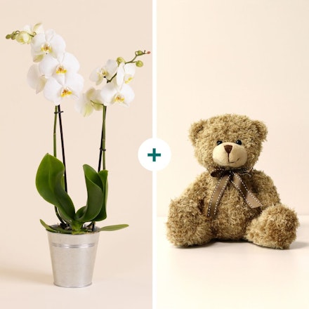 Candide et son ourson Harry