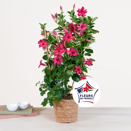 Dipladénia et son cache pot