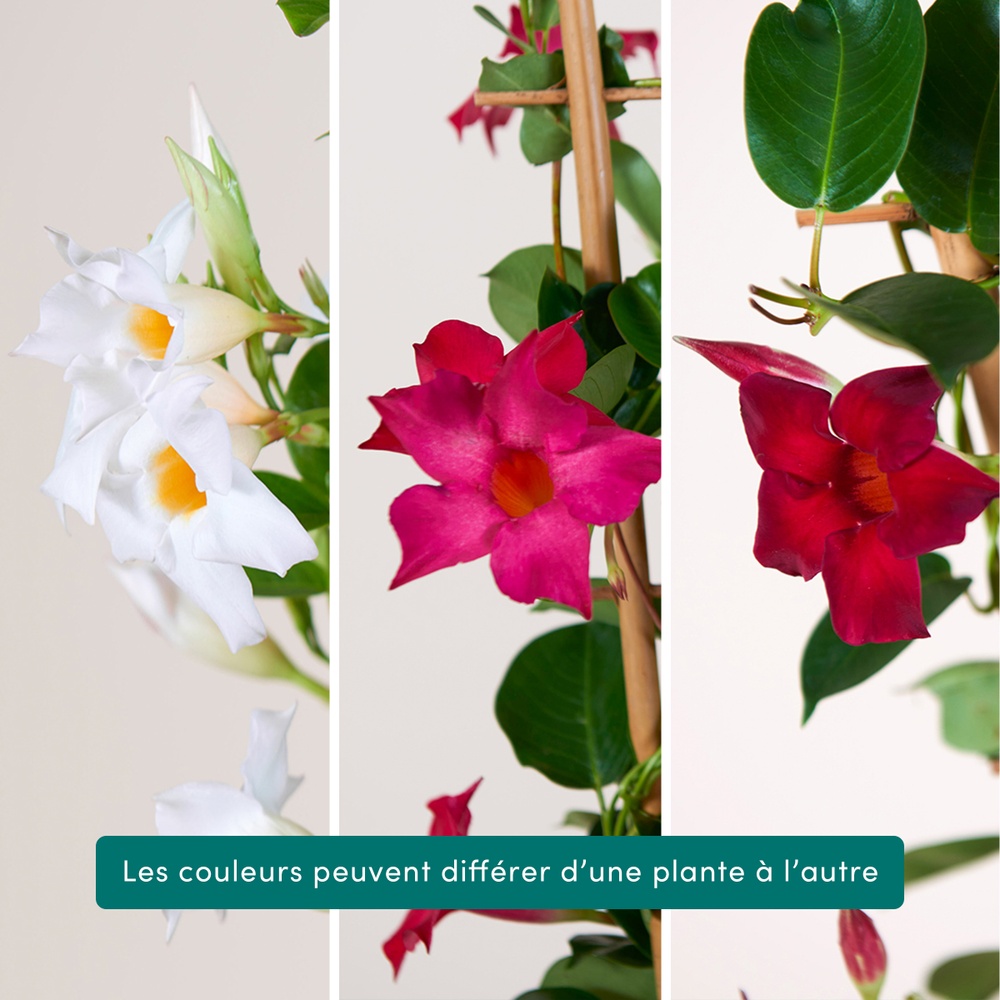 Dipladénia et son cache pot