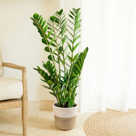 Zamioculcas