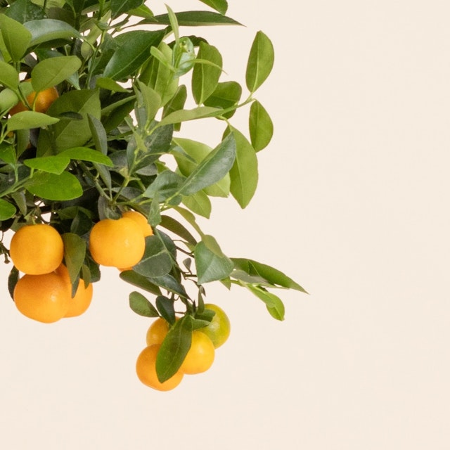 Grand Calamondin