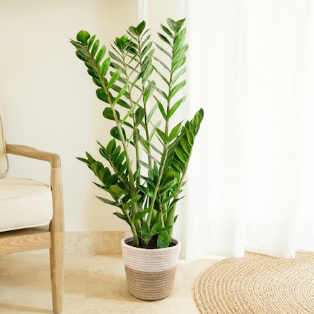 Zamioculcas