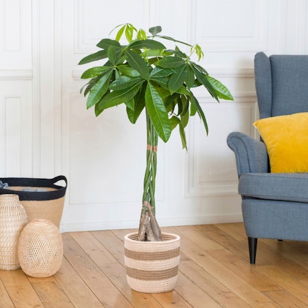 1750959075-1202857-2025