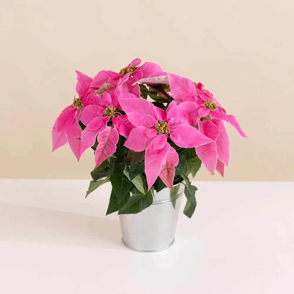 Poinsettia rose et son cache pot