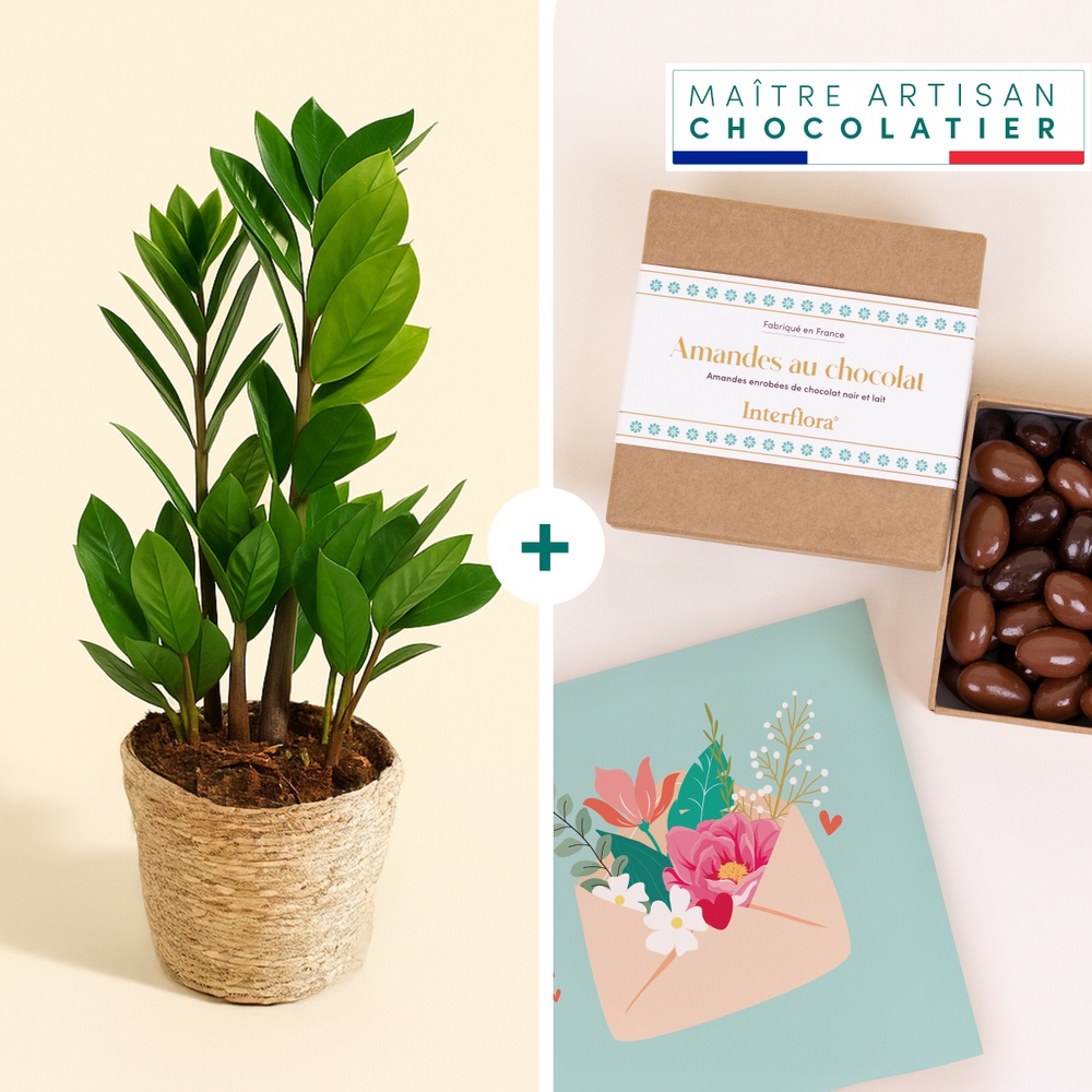 Coffret cadeau plante