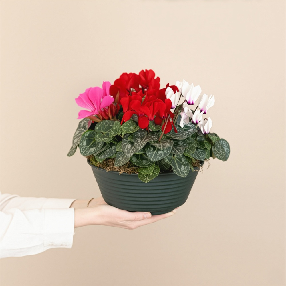 Composition de cyclamens