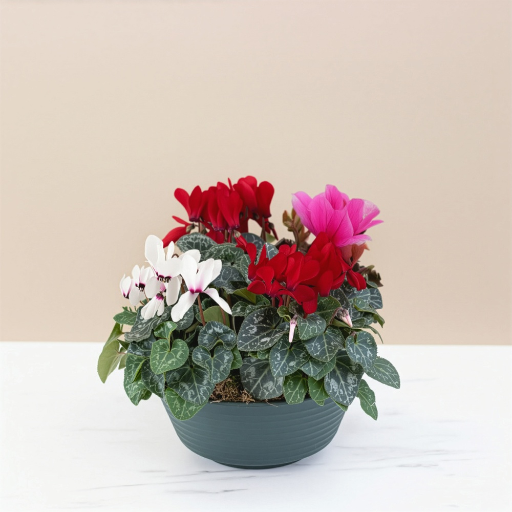 Composition de cyclamens