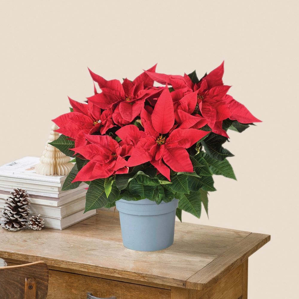 Poinsettia