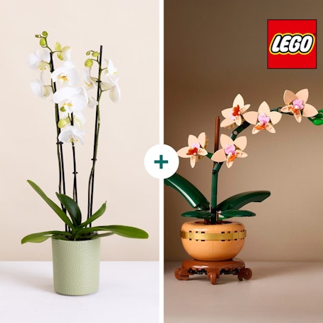 Duo LEGO® Orchidées