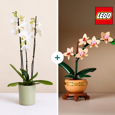 Duo LEGO® Orchidées