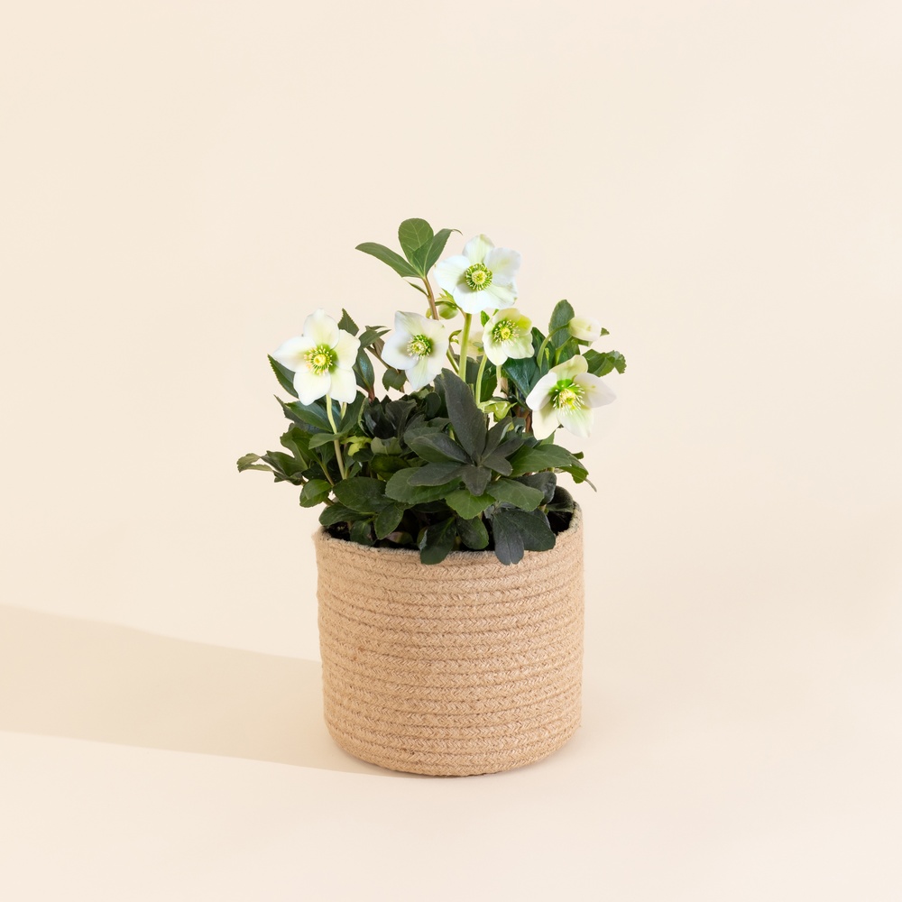 Hellebore et son cache pot