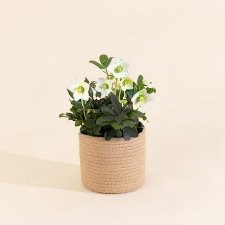 Hellebore et son cache pot