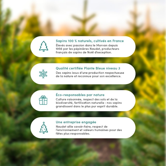 Sapin 125-150 cm Nordmann