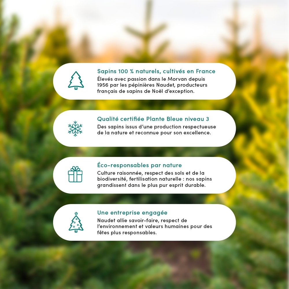 Sapin 100-125 cm Nordmann
