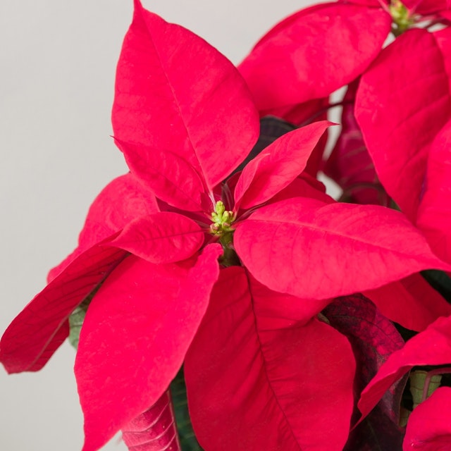 Poinsettia et son cache pot