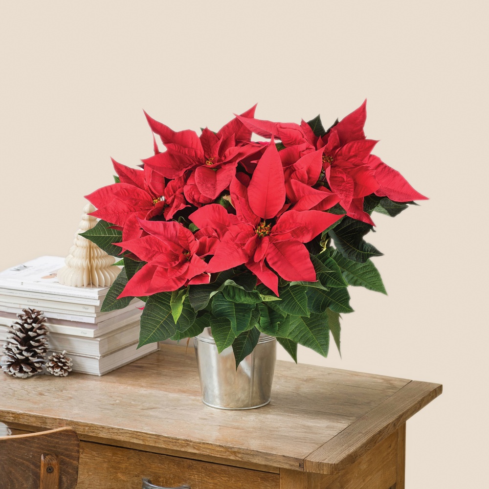 Poinsettia et son cache pot
