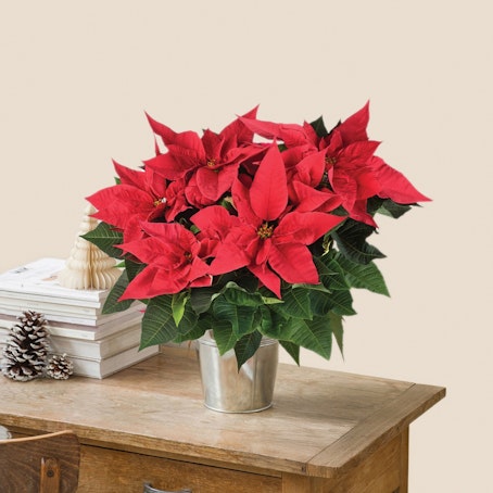 Poinsettia et son cache pot
